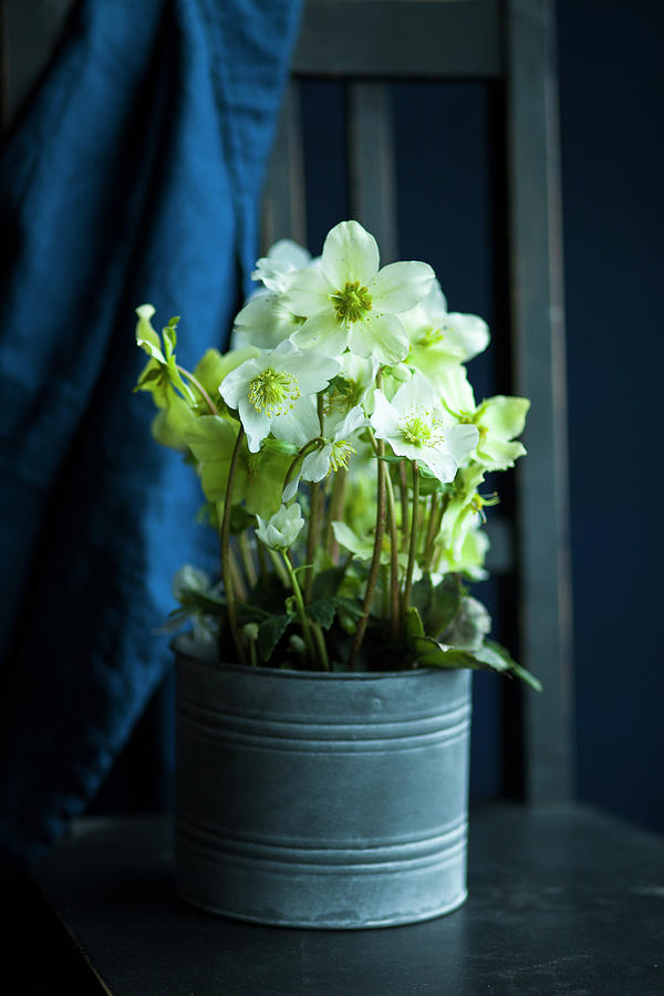 Potted Hellebore Photograph by Katrin Winner