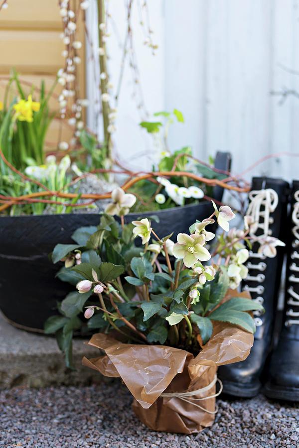Potted Hellebore Loosely Wrapped In Brown Paper On Gravel Floor In Front Of Wellingtons And Spring Planter Photograph by Cecilia Mller