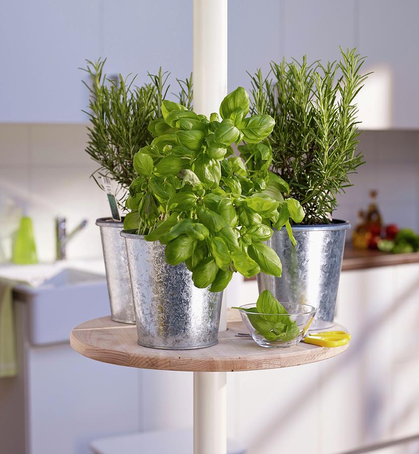 Potted Herbs On Round Minibar On Telescopic Pole In Kitchen Photograph by Jrgen Holz