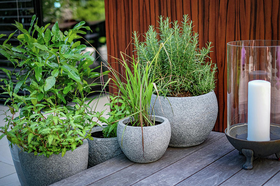 Potted Herbs On Terrace Photograph by Eising Studio