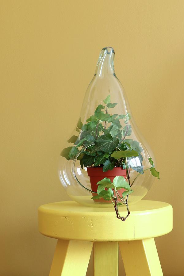 Potted Ivy In Pear-shaped Glass Terrarium On Yellow Stool Photograph by Marij Hessel