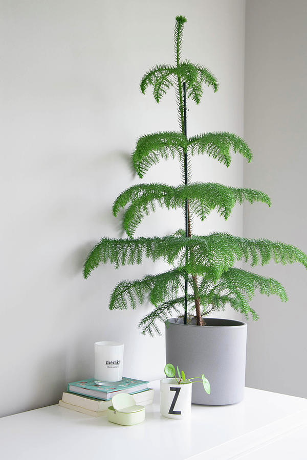 Potted Norfolk Island Pine Against Grey Wall Photograph by Ilaria Chiaratti