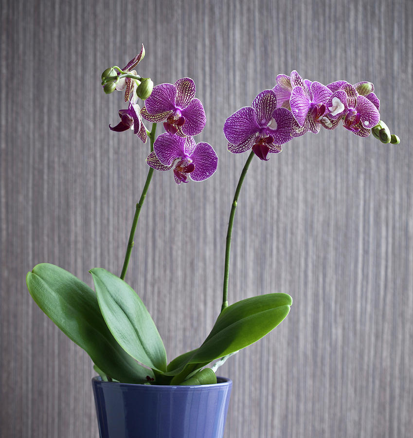 Potted Orchid Flower Indoors Photograph by Walter Zerla