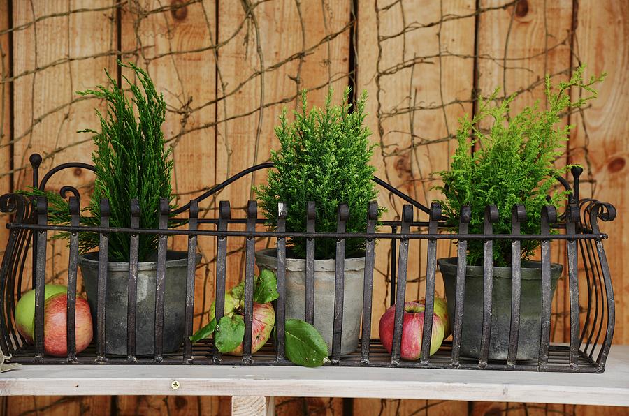 Potted Plants And Apples In Wrought Iron Window Box Photograph by Inge Ofenstein