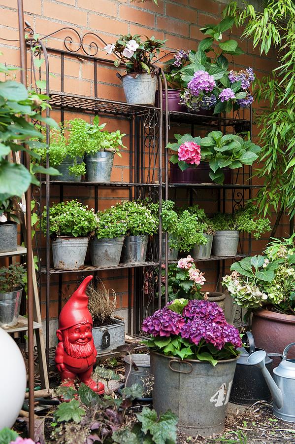 Potted Plants On Decorative Metal Shelves Against Garden Wall Photograph by Carolin Hirschfeld