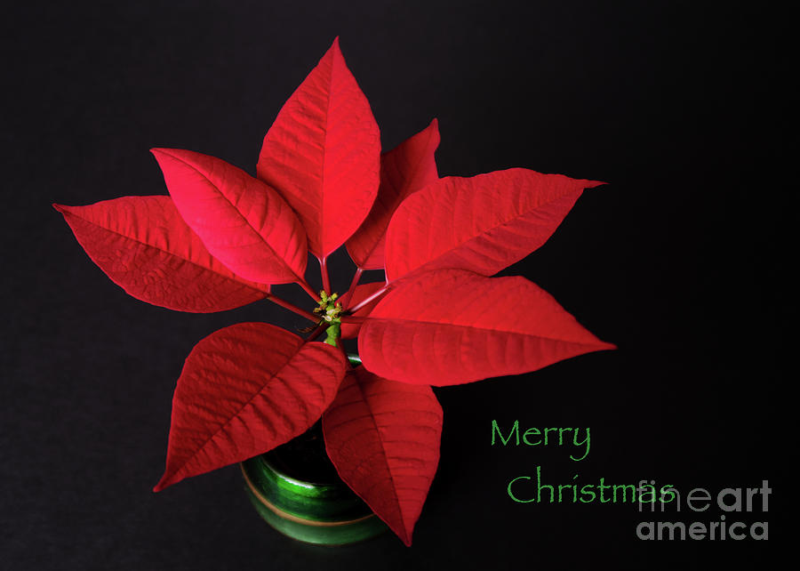 Potted Poinsettia With Greeting Photograph