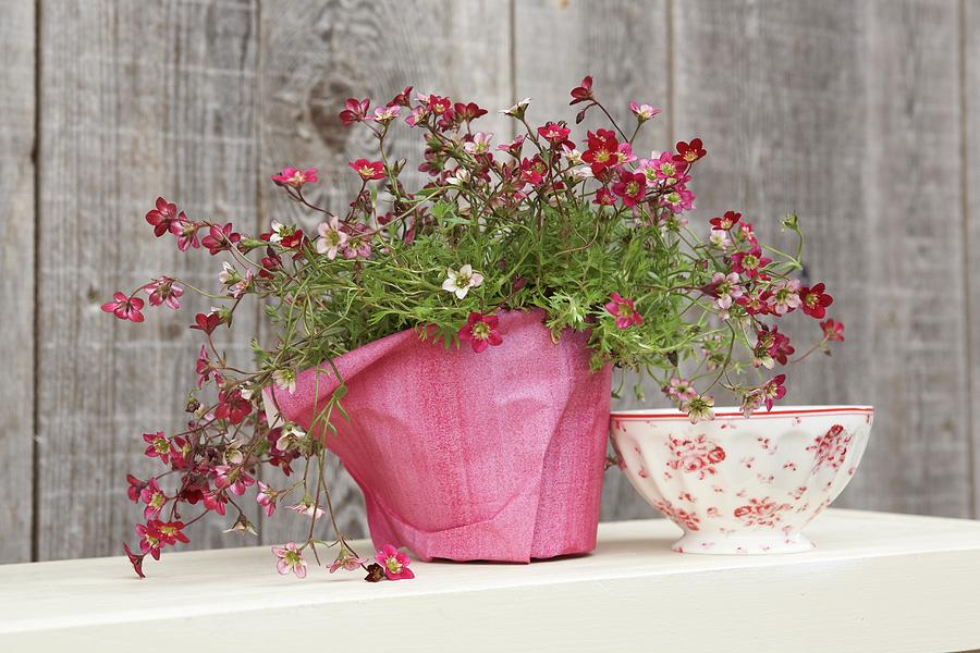 Potted Saxifrage Wrapped In Pink Paper And Red And White Dish Photograph by Heidi Frhlich