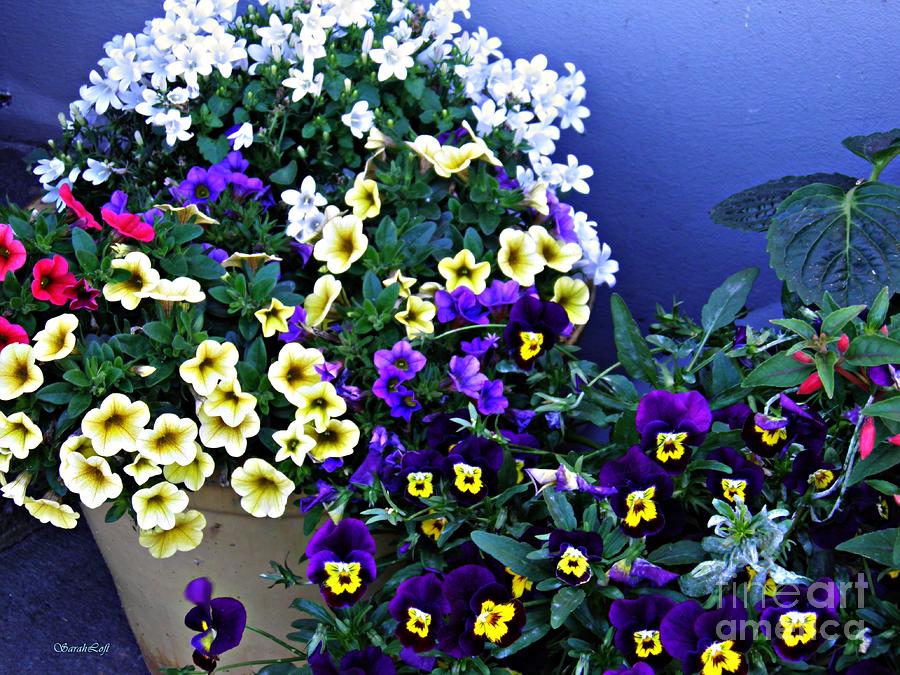 Flower Photograph - Potted Spring Flowers by Sarah Loft