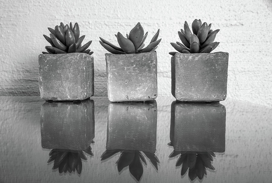 Potted Photograph - Potted Succulent by Bill Carson Photography