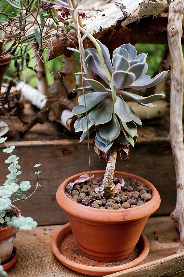 Potted Succulent echeveria On Wooden Surface Photograph by Cecilia Mller