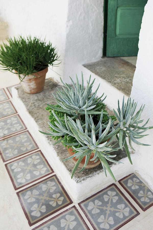 Potted Succulents On Mediterranean Front Step With Tiled Surround Photograph by Annette Nordstrom