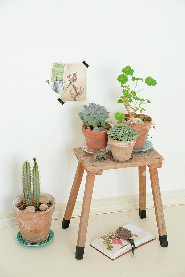Potted Succulents On Rustic Wooden Stool Below Vintage Postcard Stuck On Wall Photograph by Revier 51