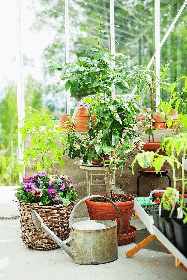 Potted Tomato Plants And Lemon Trees Flourish In A Greenhouse Photograph by Ulrika Ekblom