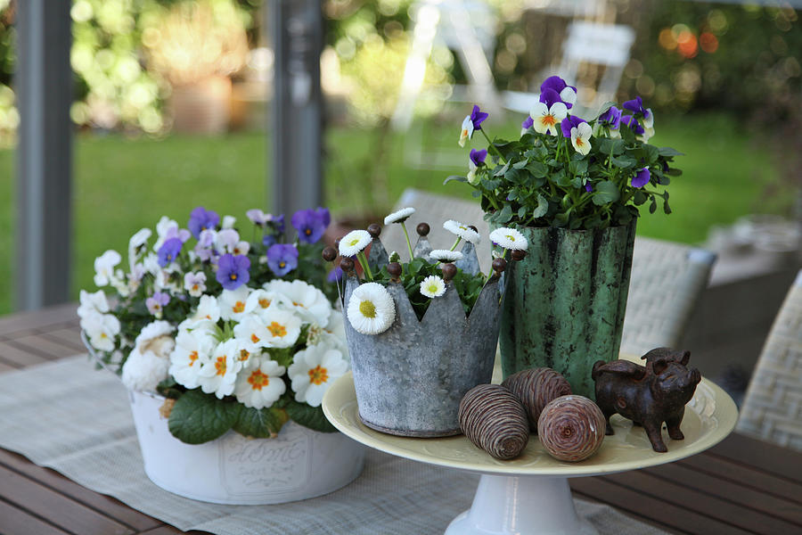 Potted Violas, Primulas And Bellis On Terrace Table Photograph by Sonja Zelano