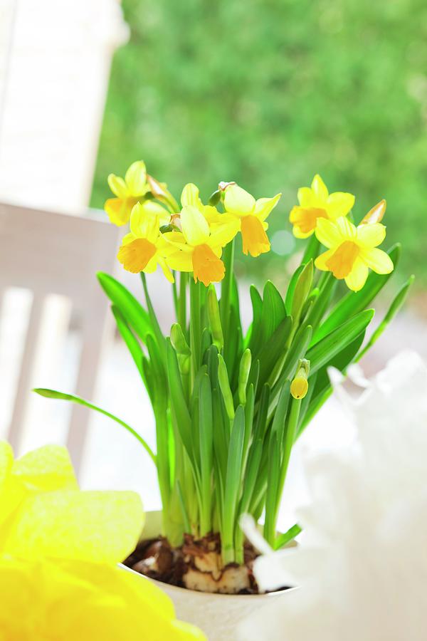 Potted Yellow Narcissus Decorating Easter Table Photograph by Studio Lipov