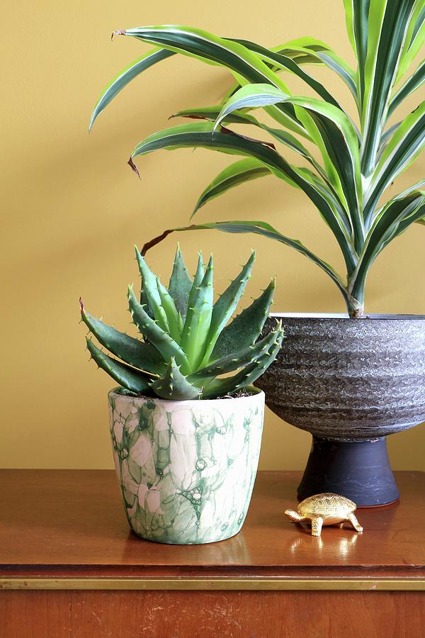 Potted Yucca And Succulent Photograph by Marij Hessel