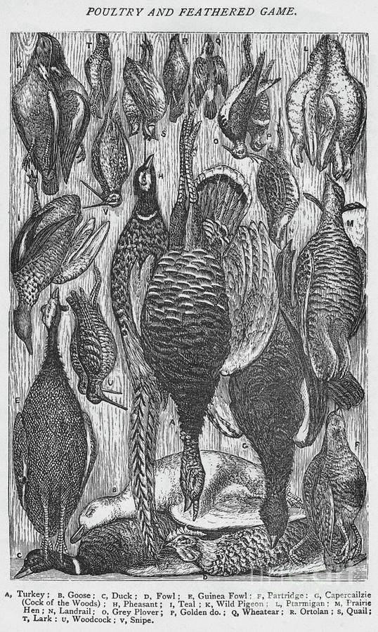 Poultry And Feathered Game, 1907 Drawing by Print Collector
