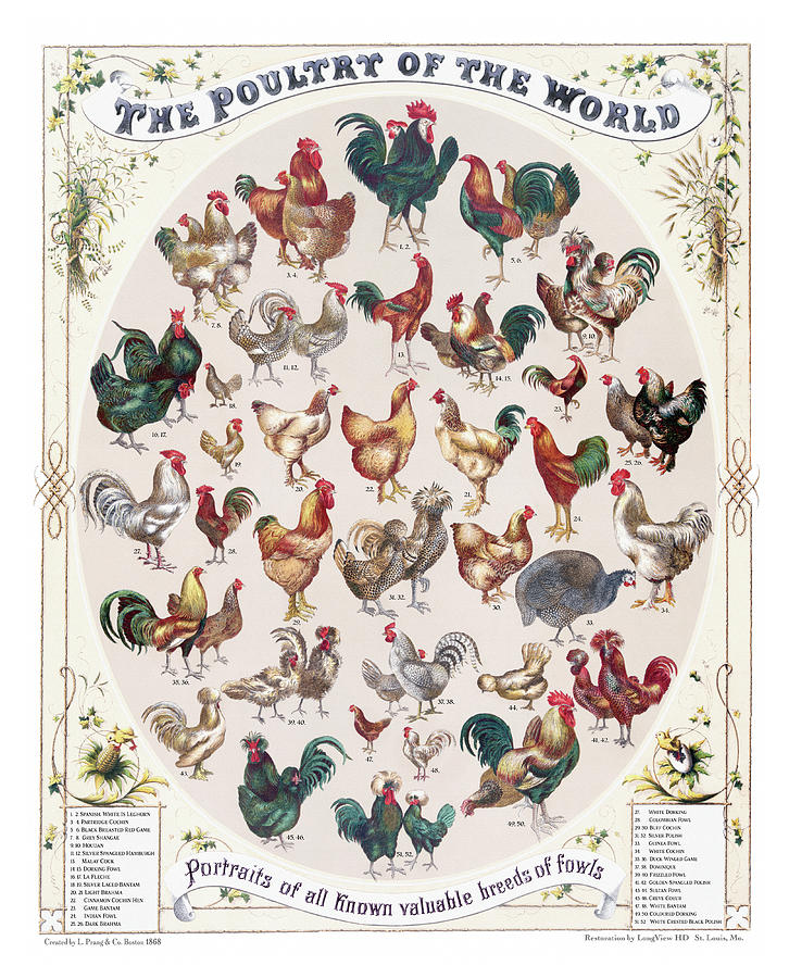 Poultry Of The World Chart Drawing by LongView HD