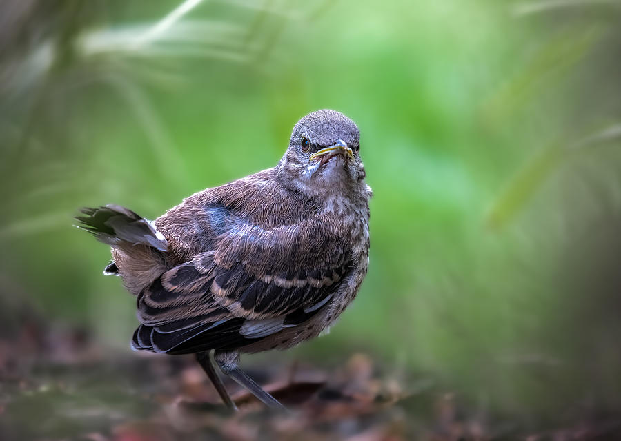 Mockingbird Photograph - Pouty by Atul Saluja