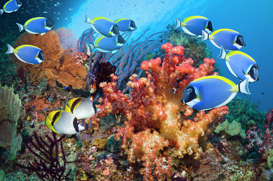 Powder-blue Surgeonfish Over Corals Photograph by Georgette Douwma