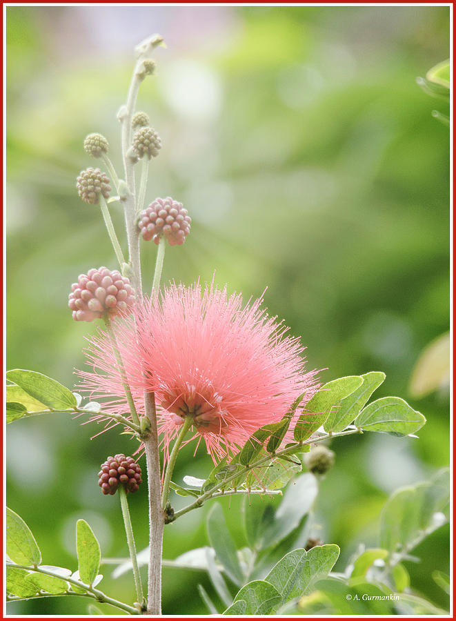 Powder Puff Flower and Buds Photograph by A Macarthur Gurmankin
