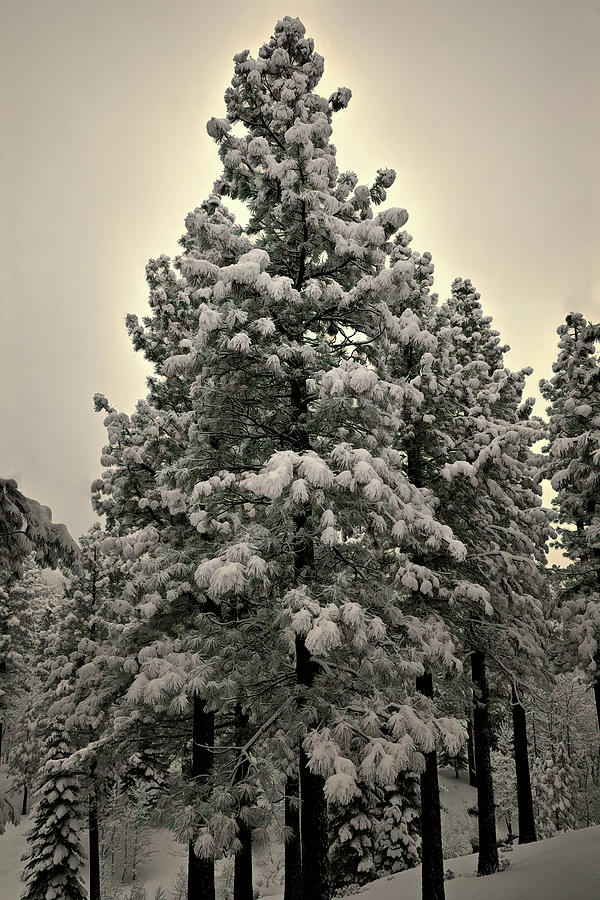 Powder Puff Tree Photograph
