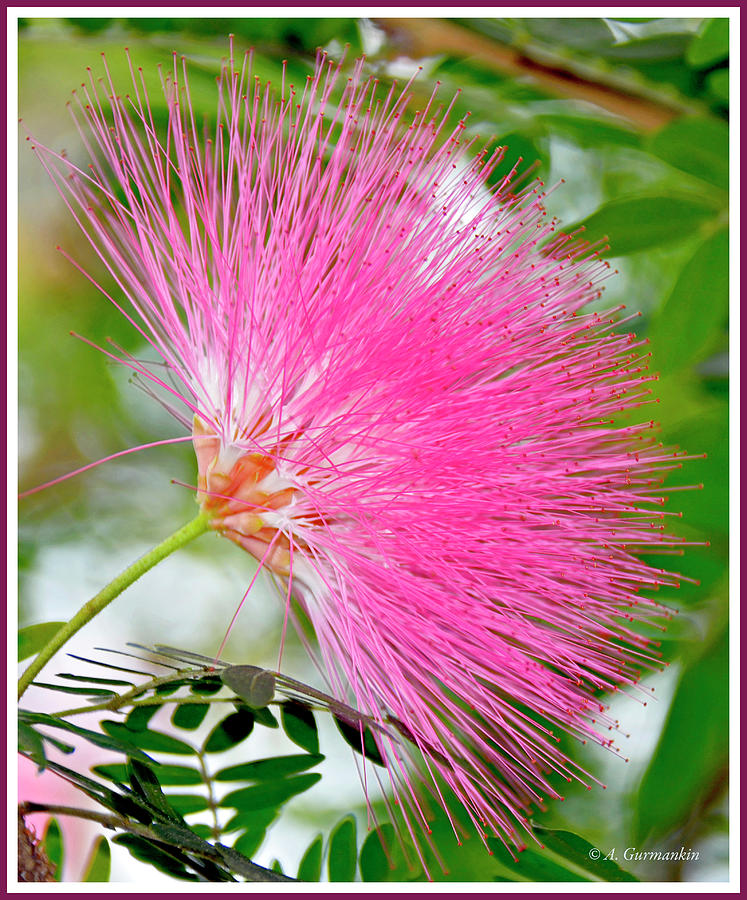 Powderpuff Flower Photograph by A Macarthur Gurmankin