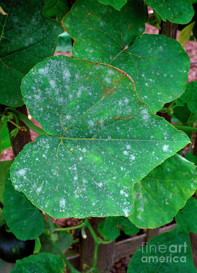 Powdery Mildew On Squash Leaf Photograph by Geoff Kidd/science Photo Library