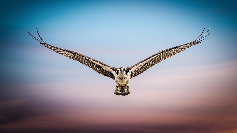 Falcon Photograph - Power! by Emil Abu Milad