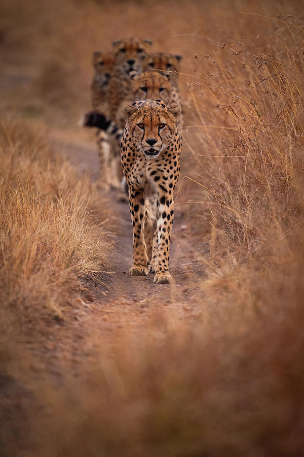 Cheetah Photograph - Power by Mohammed Alnaser