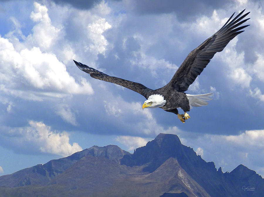 Majestic Bald Eagle Digital Art by Judi Dressler
