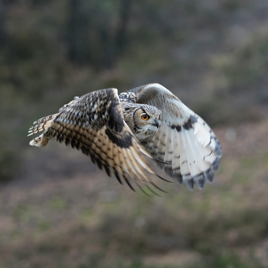 Powerful flight... Indian Eagle-Owl Photograph by Ralf Kistowski