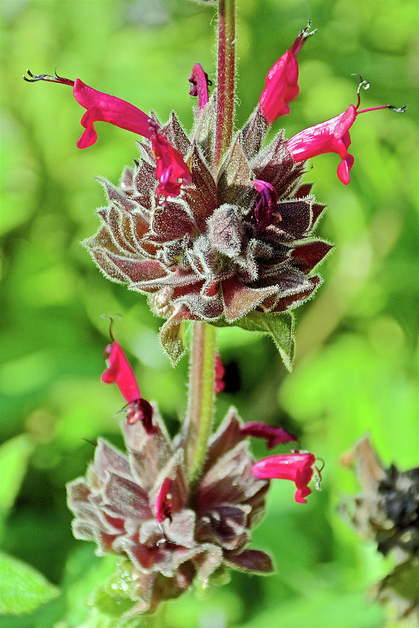 Powerline Pink Pitcher Sage in Rancho Santa Ana Botanic Garden in ...