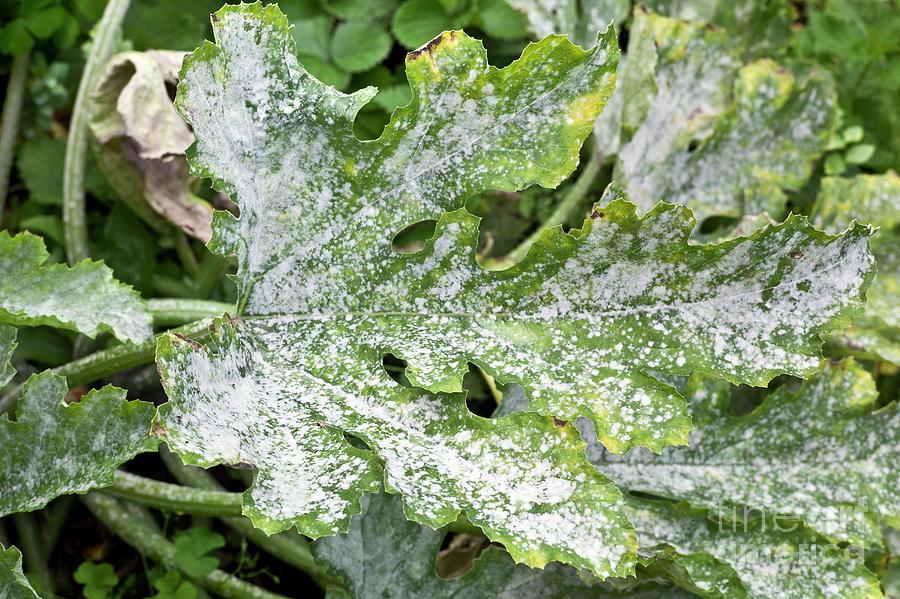 Powery Mildew On A Courgette Leaf Photograph by Dr Jeremy Burgess/science Photo Library Fine