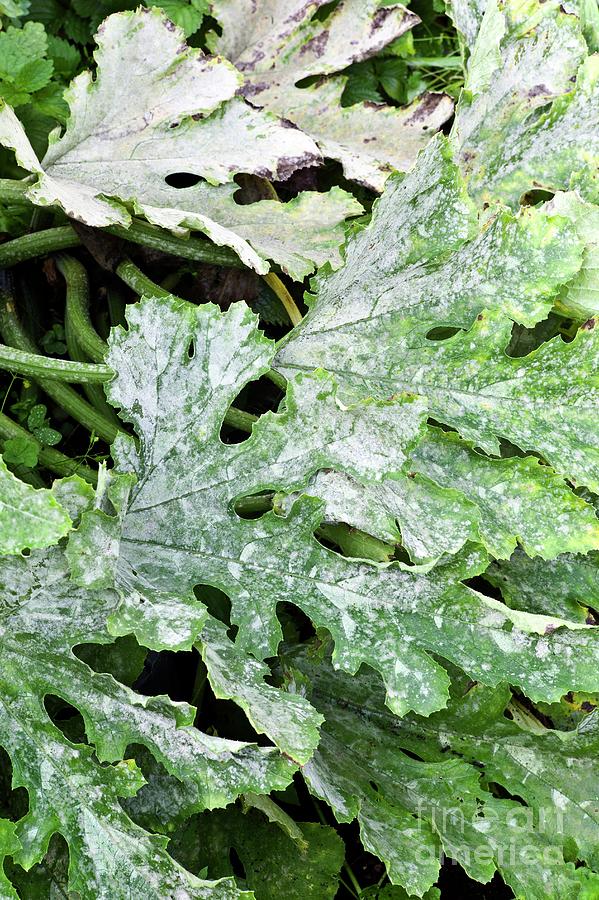 Powery Mildew On Courgette Leaves Photograph by Dr Jeremy Burgess/science Photo Library Fine
