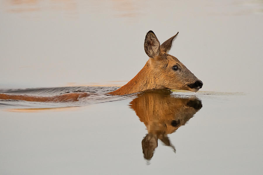 Deer Photograph - Practicing Her Delightful Morning Swim... by Andreas Feldtkeller
