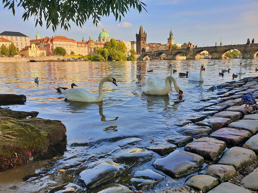Prague Swans Photograph by Andrea Whitaker Prague Swans Photograph by Andrea Whitaker