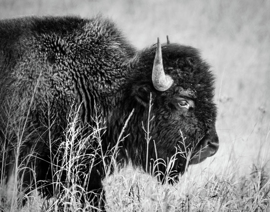 Nature Photograph - Prairie Bison by Steve Marler