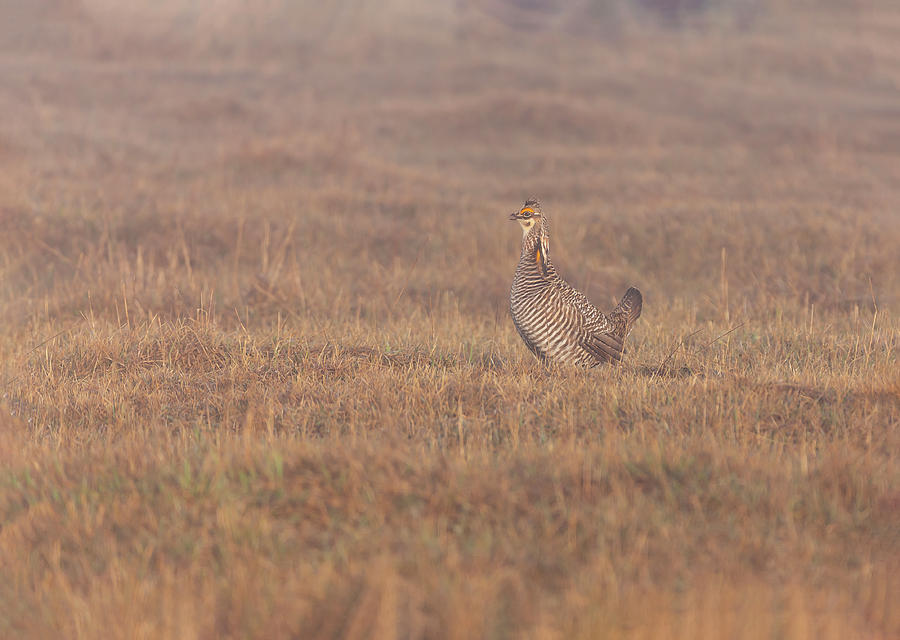 Prairie Chicken 2019-1 Photograph by Thomas Young