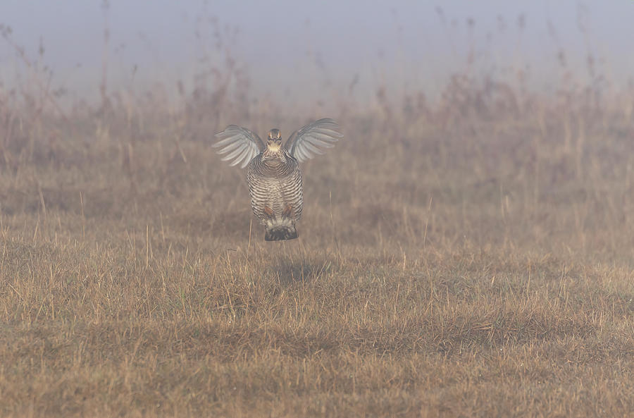 Prairie Chicken 2019-3 by Thomas Young Prairie Chicken 2019-3 by Thomas Young