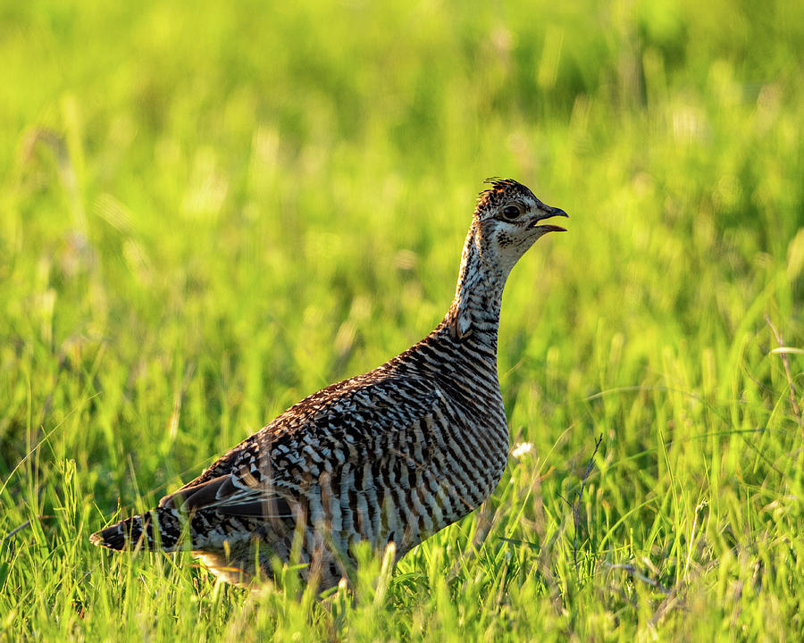 Prairie Chicken Hen Photograph by Jeff Phillippi