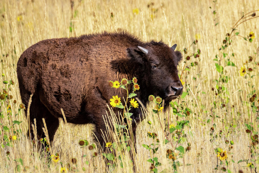 Prairie Colors by Michael Chatt Prairie Colors by Michael Chatt