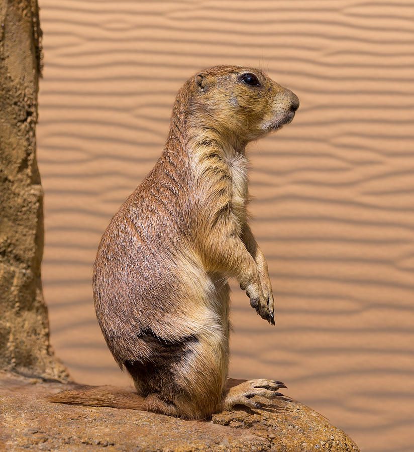 Animal Photograph - Prairie Dog At The Zoo by Ed Esposito