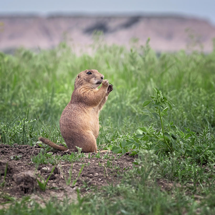 Prairie Dog Badlands National Park Photograph by Joan Carroll