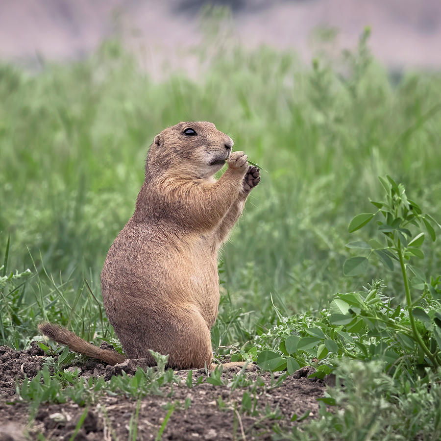 Prairie Dog Close Up Badlands National Park Photograph by Joan Carroll