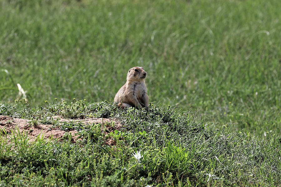 Prairie Dog near Devils Tower WY Photograph by Doolittle Photography and Art