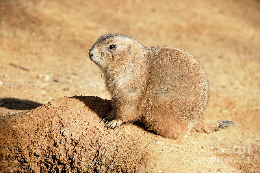 Prairie Dog enjoying the Sun Photograph by Bridget Mejer - Fine Art America