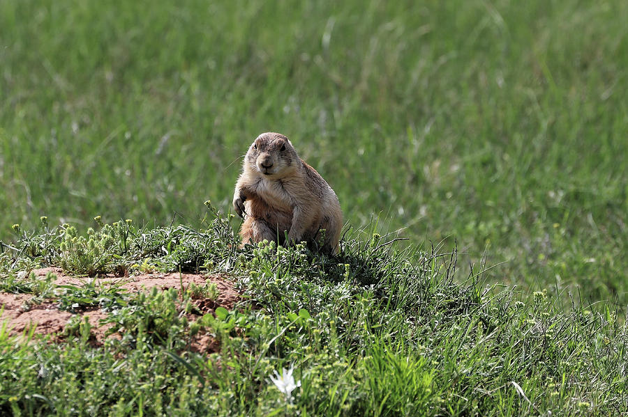 Prairie Dog football stance Photograph by Doolittle Photography and Art