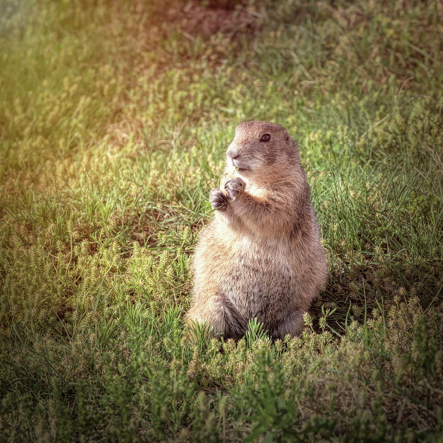 Prairie Dog II Photograph by Joan Carroll