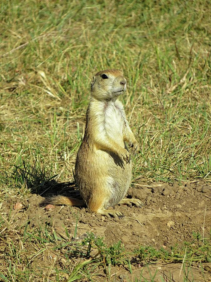 Prairie Dog in Custer State Park Photograph by Connor Beekman